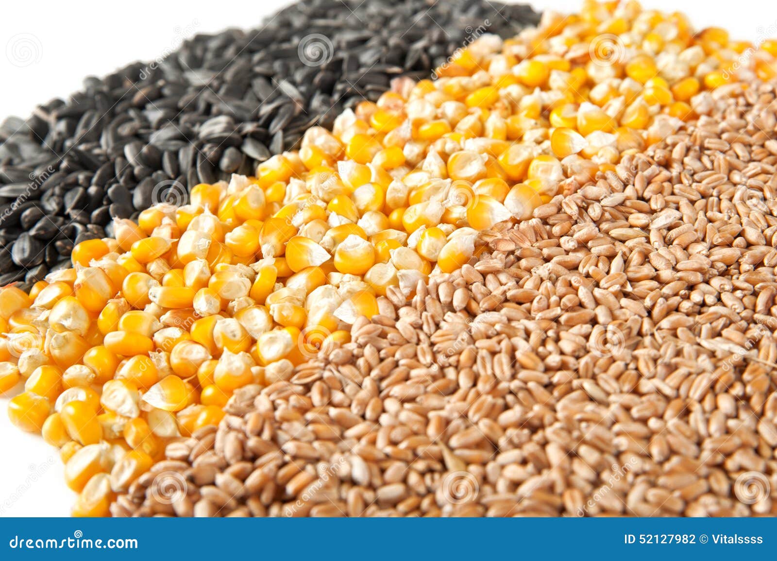 Mix Corn, Wheat, Sunflower Seeds Stock Photo Image of grains, body