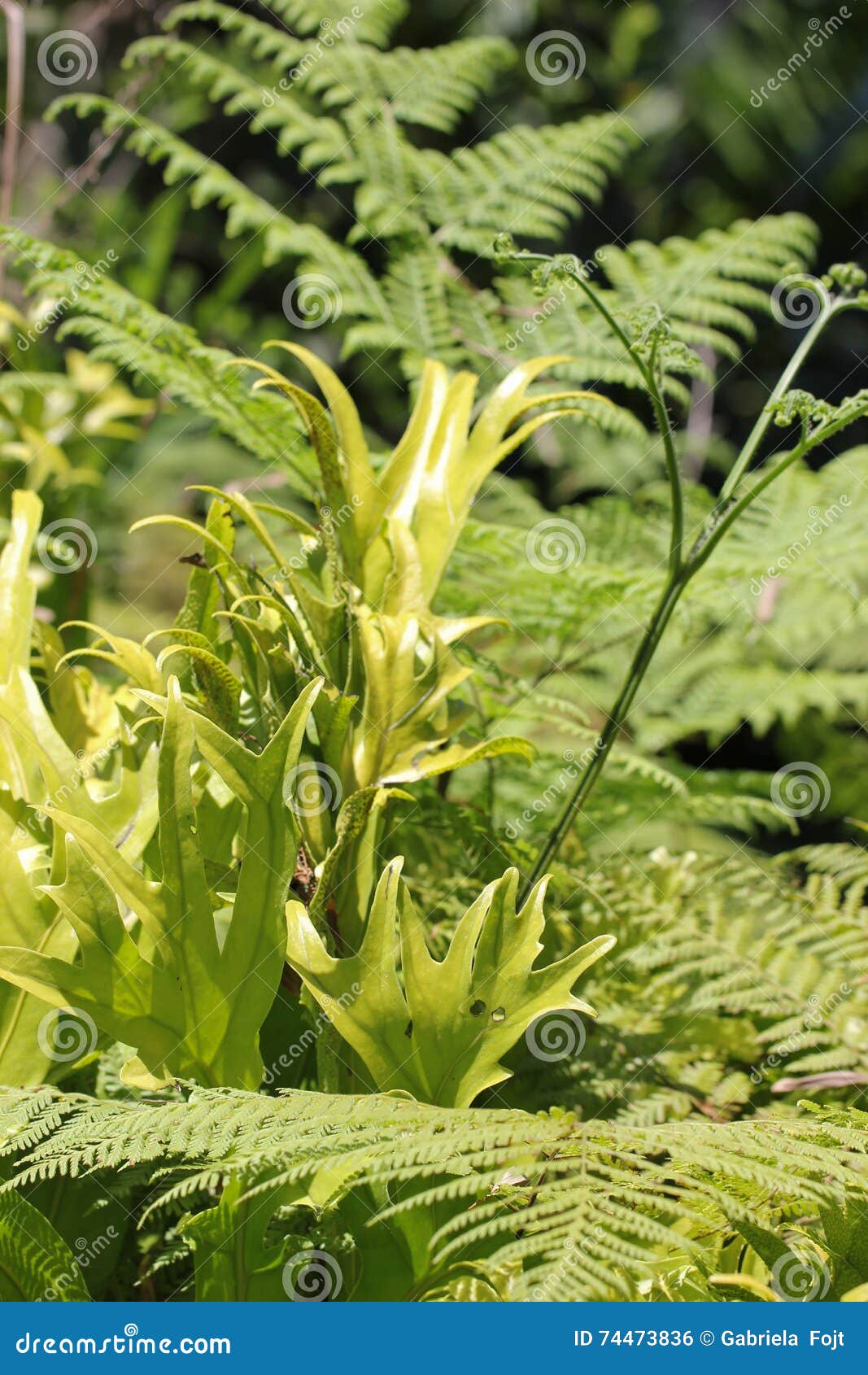 Mix of different ferns stock photo. Image of gardening 74473836