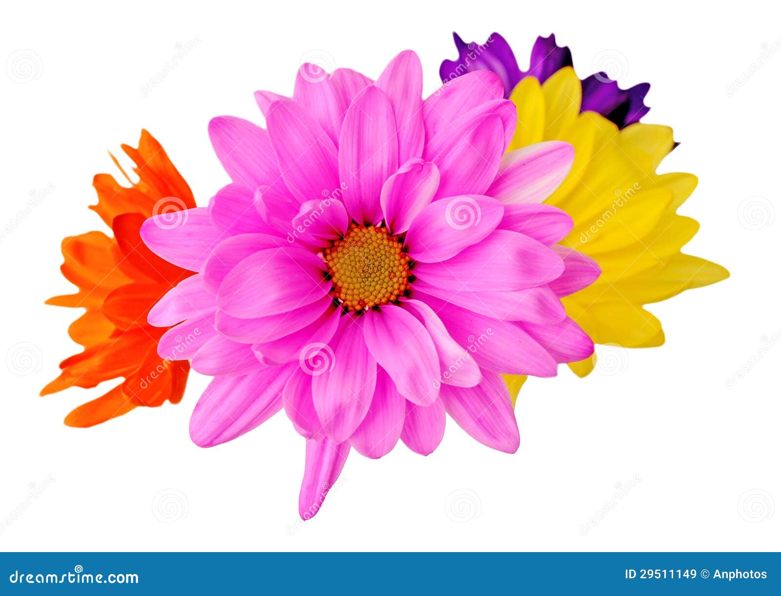 Mix flower stock image. Image of colors, decorative, love 29511149