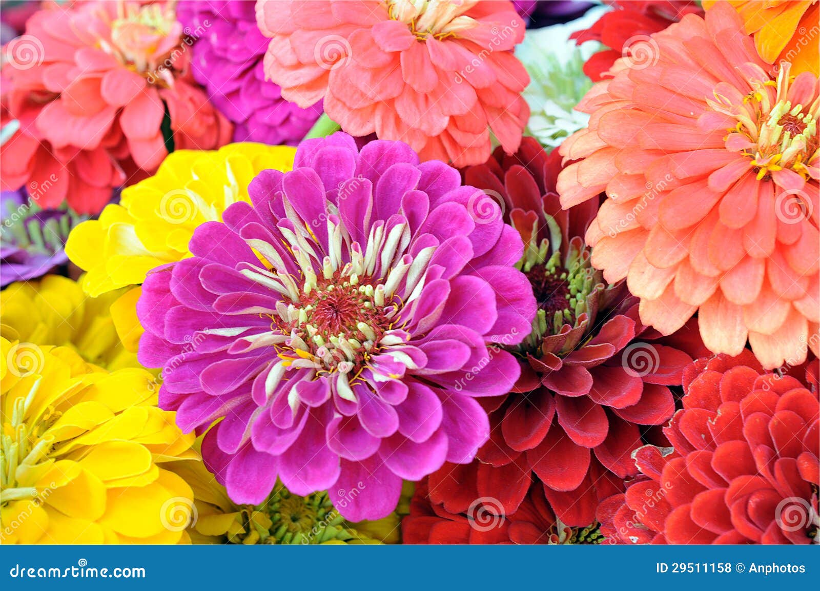Mix of flower stock photo. Image of background, beautiful 29511158