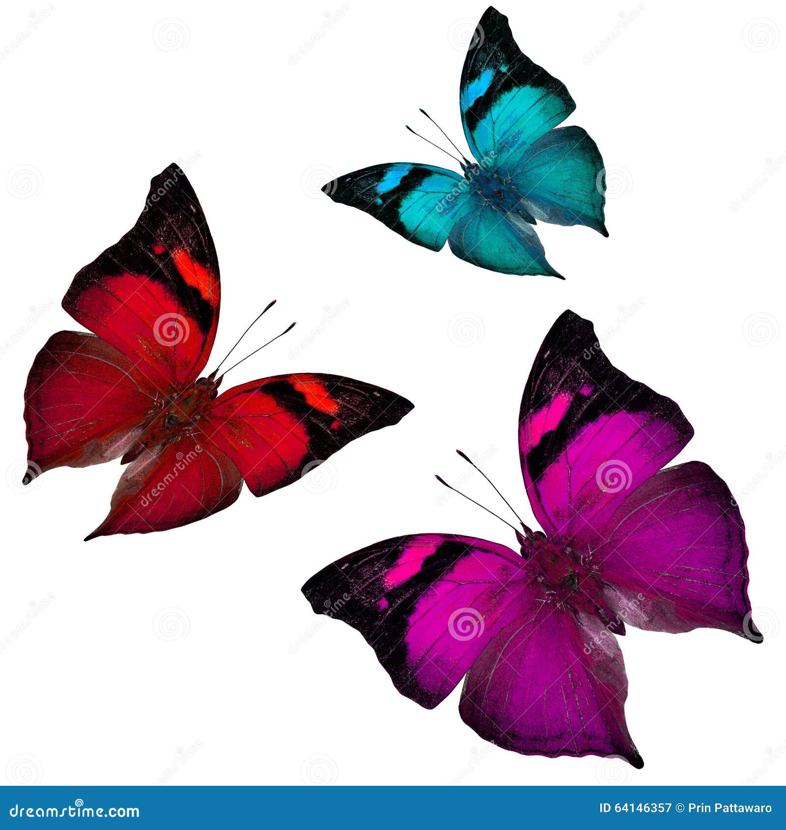 Mix Of Flying Butterflies, Red, Blue And Pink Butterfly On White Stock  Photo 64146357 - Megapixl