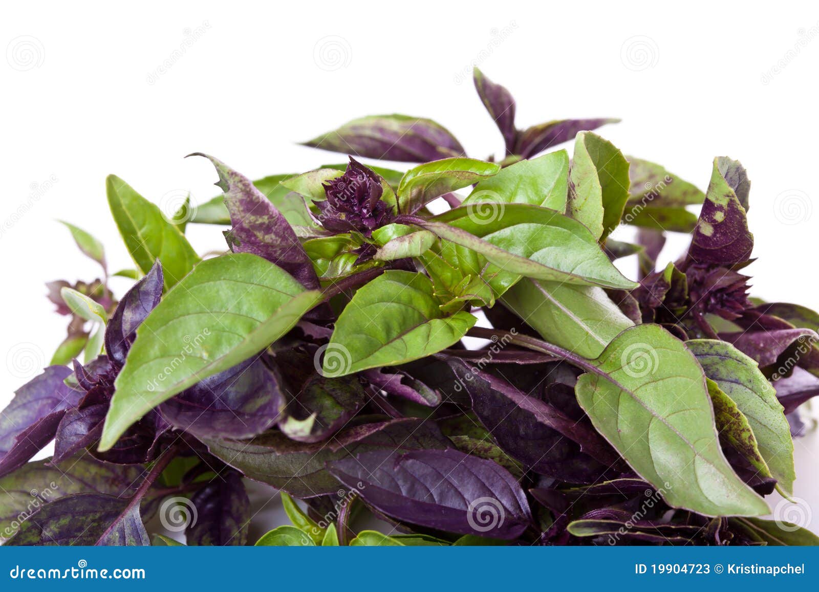 Mix of Green and Purple Basil Stock Image Image of italian, vegan