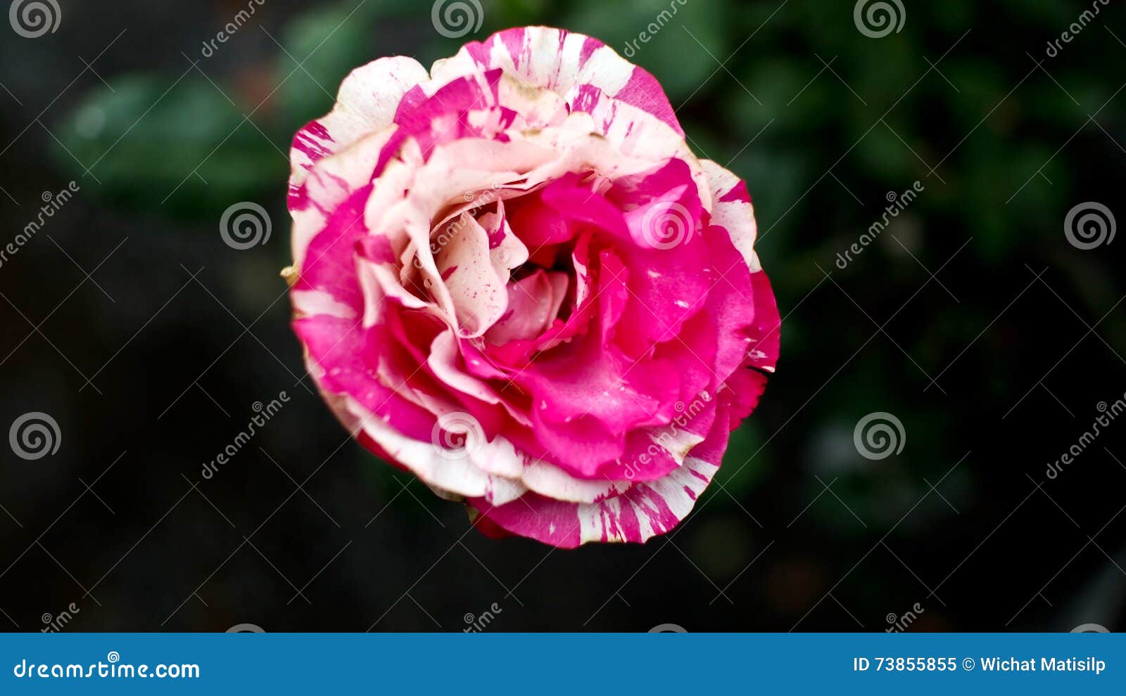 Mix Rose stock image. Image of life, abstract, flora 73855855