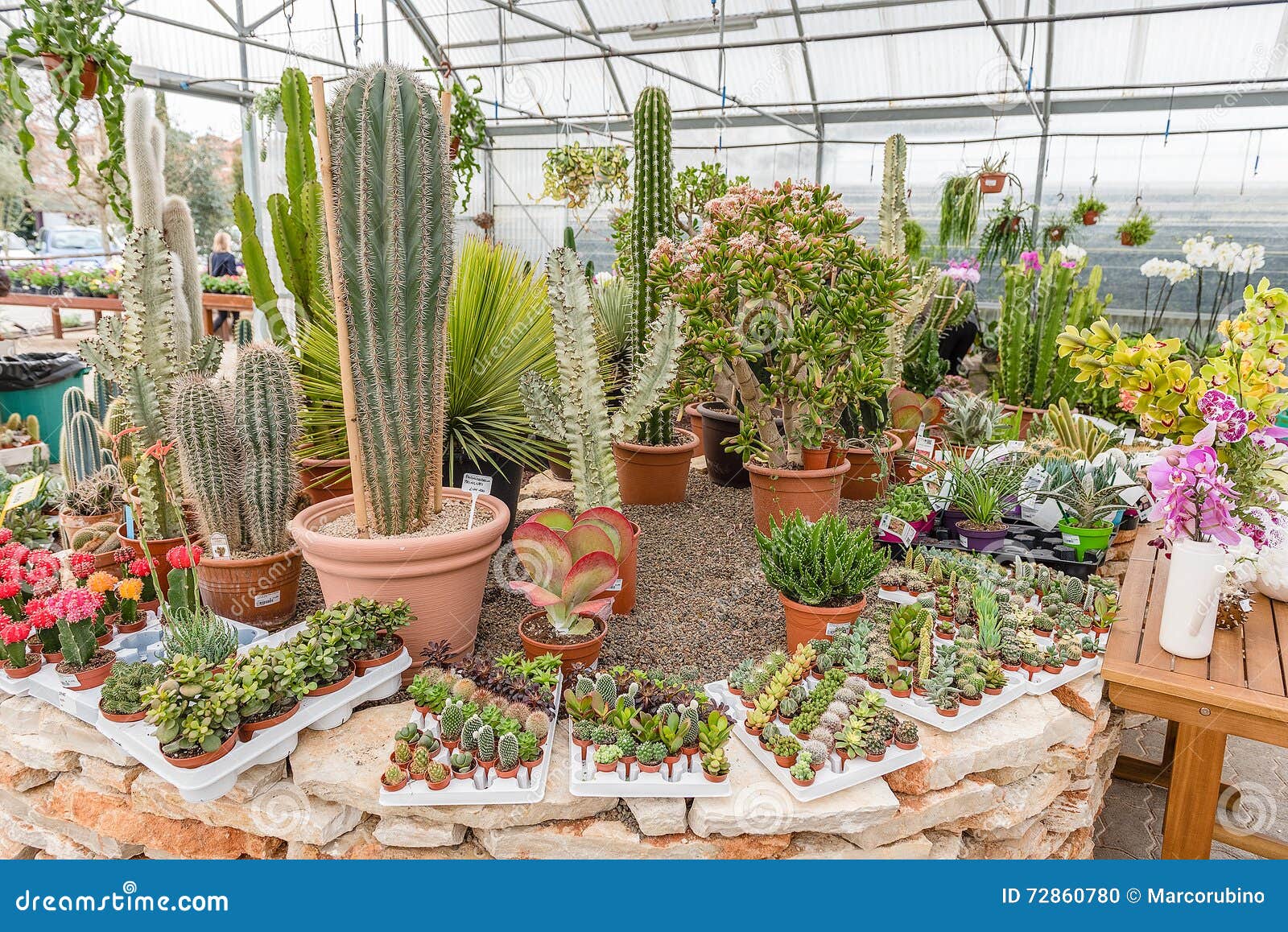 Mix of Succulent Plants Inside a Greenhouse Stock Photo Image of houseplant, flower 72860780