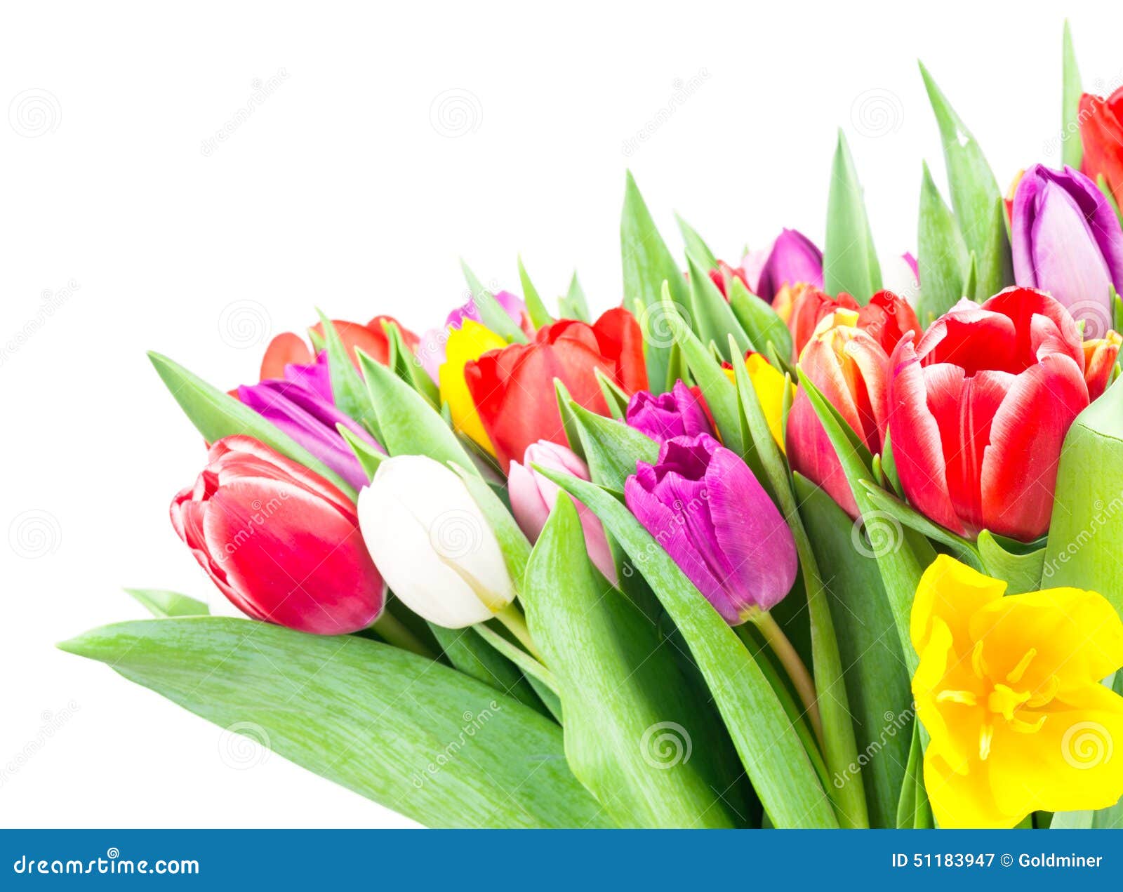 Mix of tulips stock image. Image of objects, greeting - 51183947