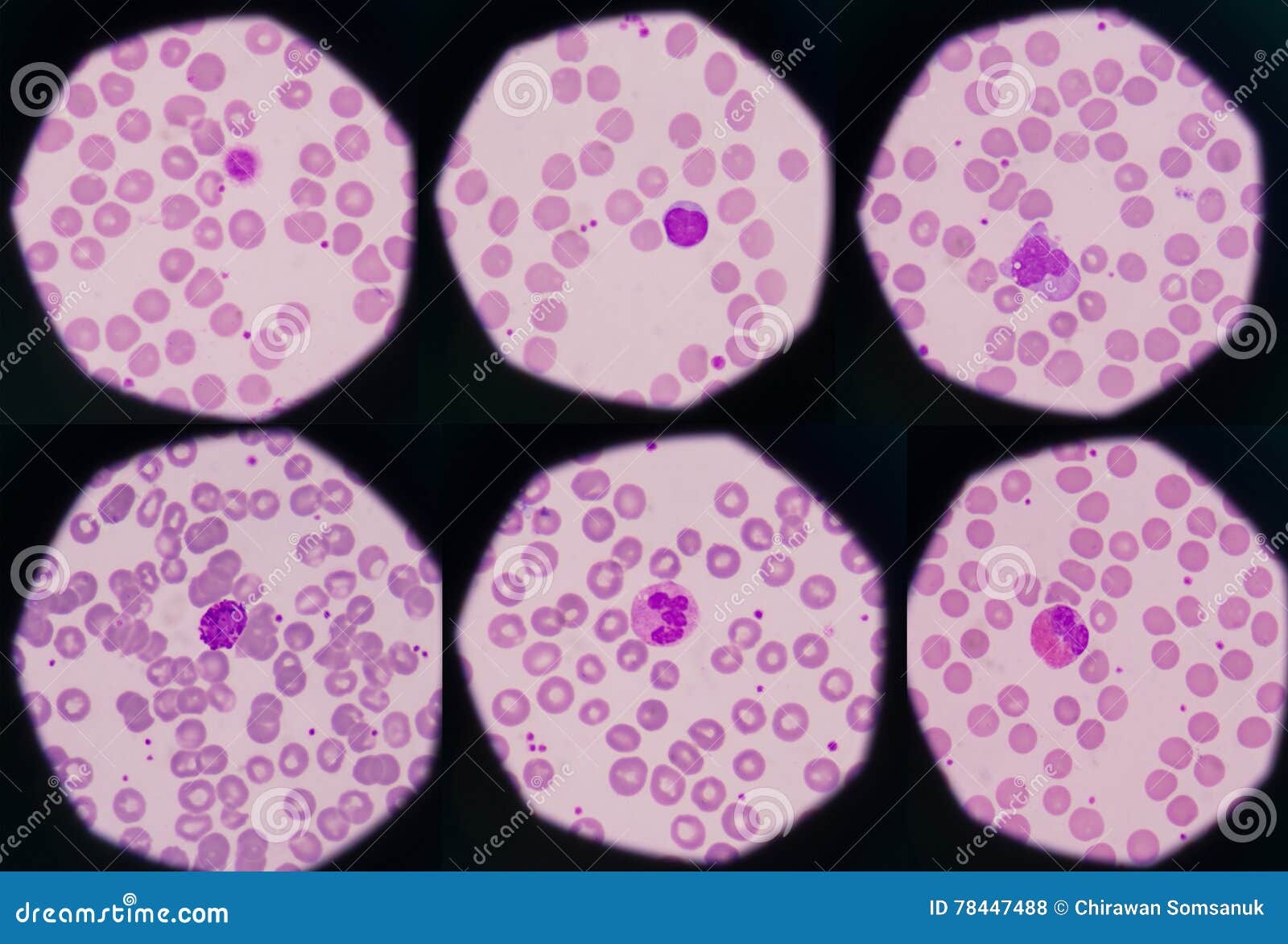 what is cytology or cell biology