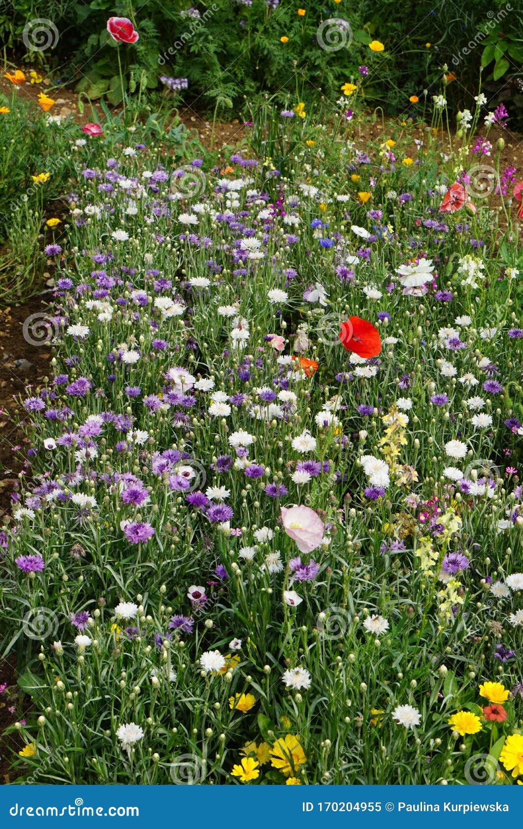 mixed annuals, short flowers, european meadow