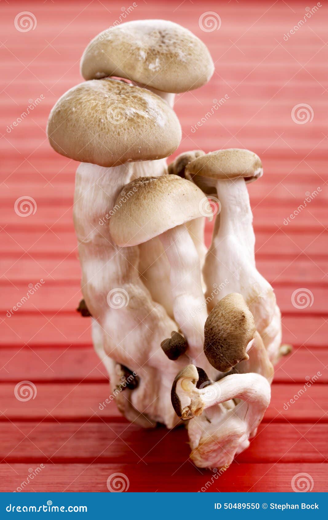 Mixed Asian mushrooms stock photo. Image of shot, asiatic 50489550