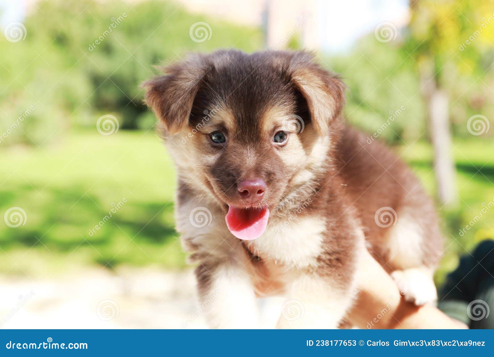 mixed breed australian shepherd dog and another that is not very well known