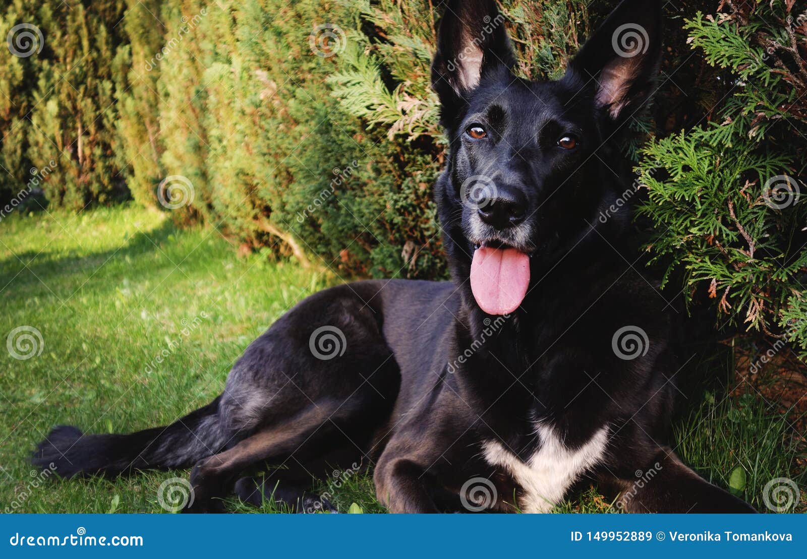 belgian malinois border collie mix