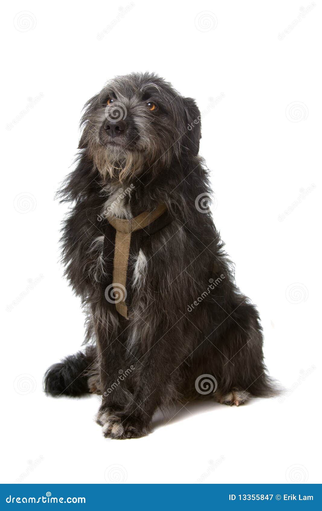 Mixed breed black dog stock image. Image of staring, mongrel 13355847