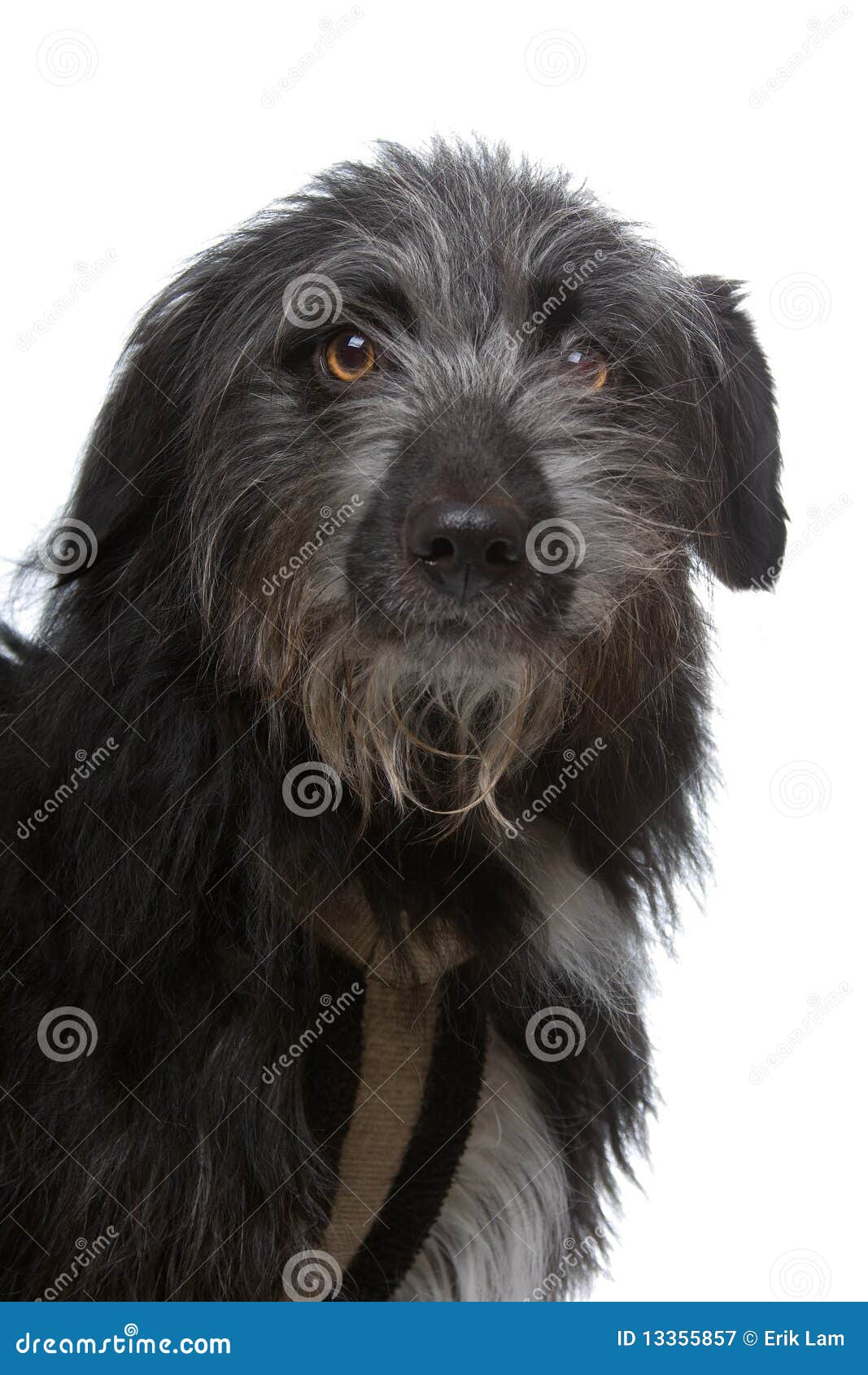 Mixed breed black dog stock image. Image of breed, animal 13355857