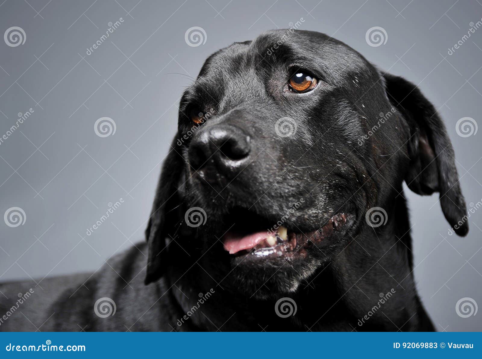 Mixed Breed Black Dog Portrait in a Dark Studio Stock Image Image of