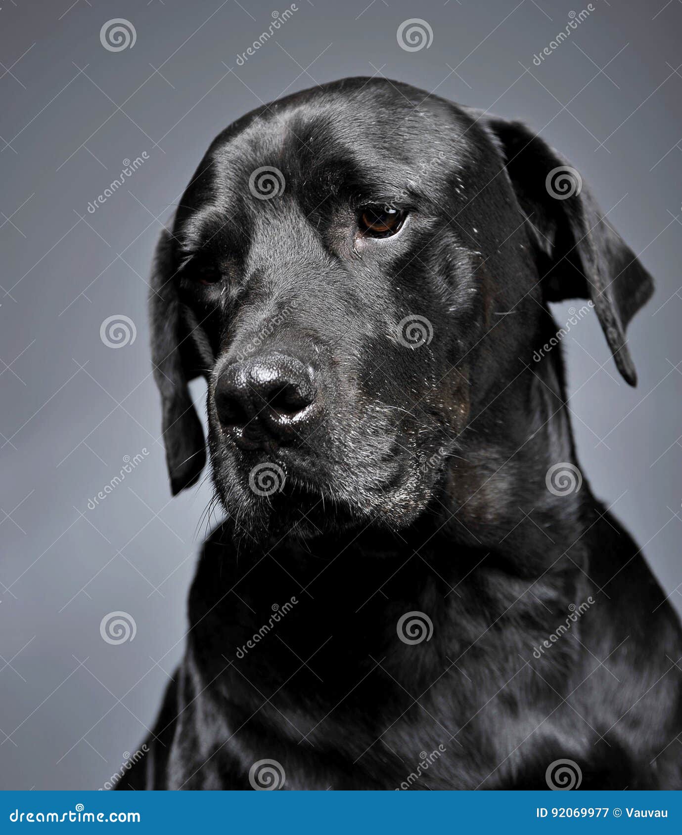 Mixed Breed Black Dog Portrait in a Dark Studio Stock Image Image of