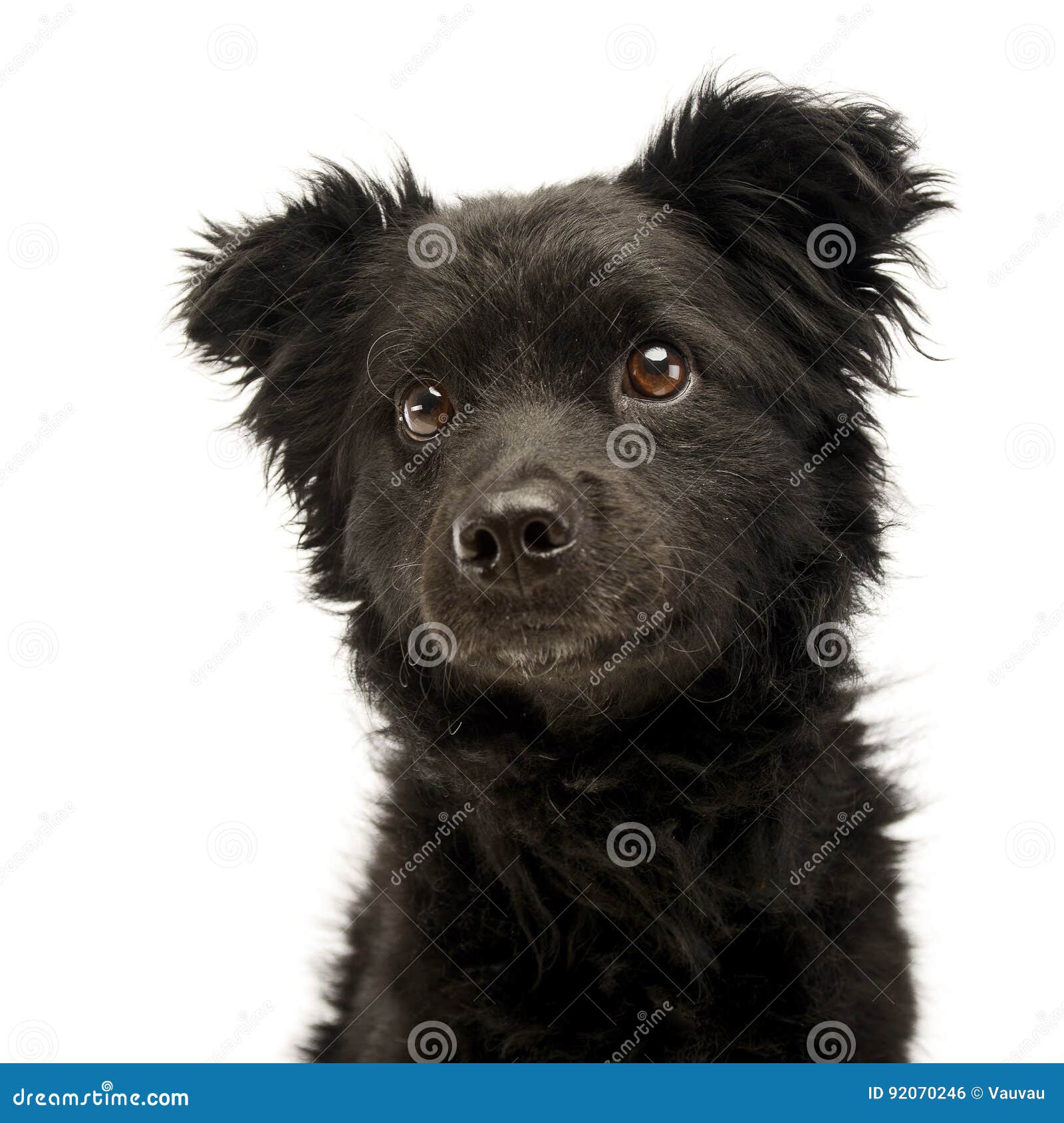 Mixed Breed Black Funny Dog Portrait in Studio Stock Photo Image of