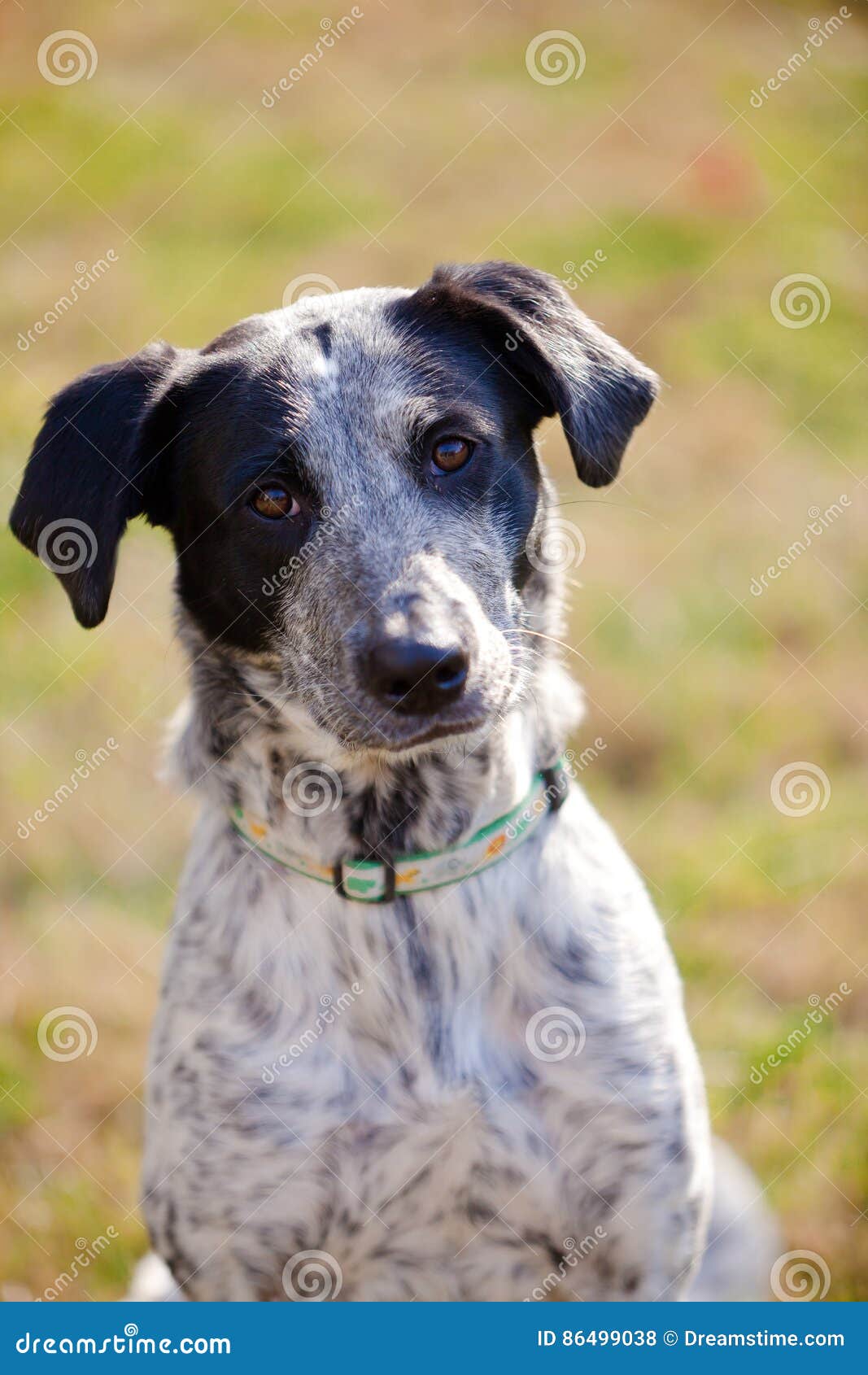 Mixed Breed Black And White Dog Portrait Stock Photo Image Of