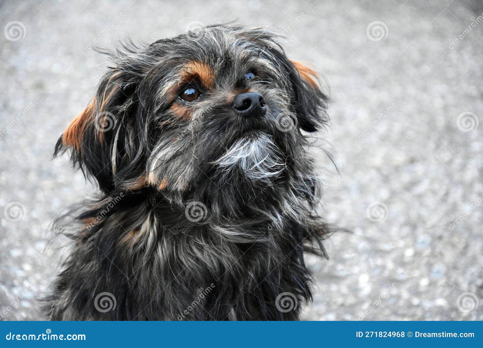 mixed breed brindled dog with big astonished eyes