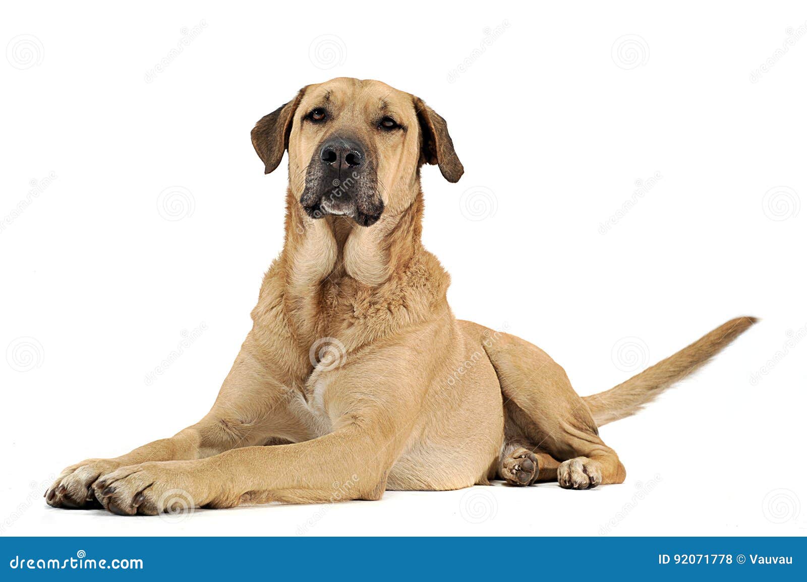 Mixed Breed Brown Dog Lying Down in White Backgound Studio Stock Photo Image of relaxing