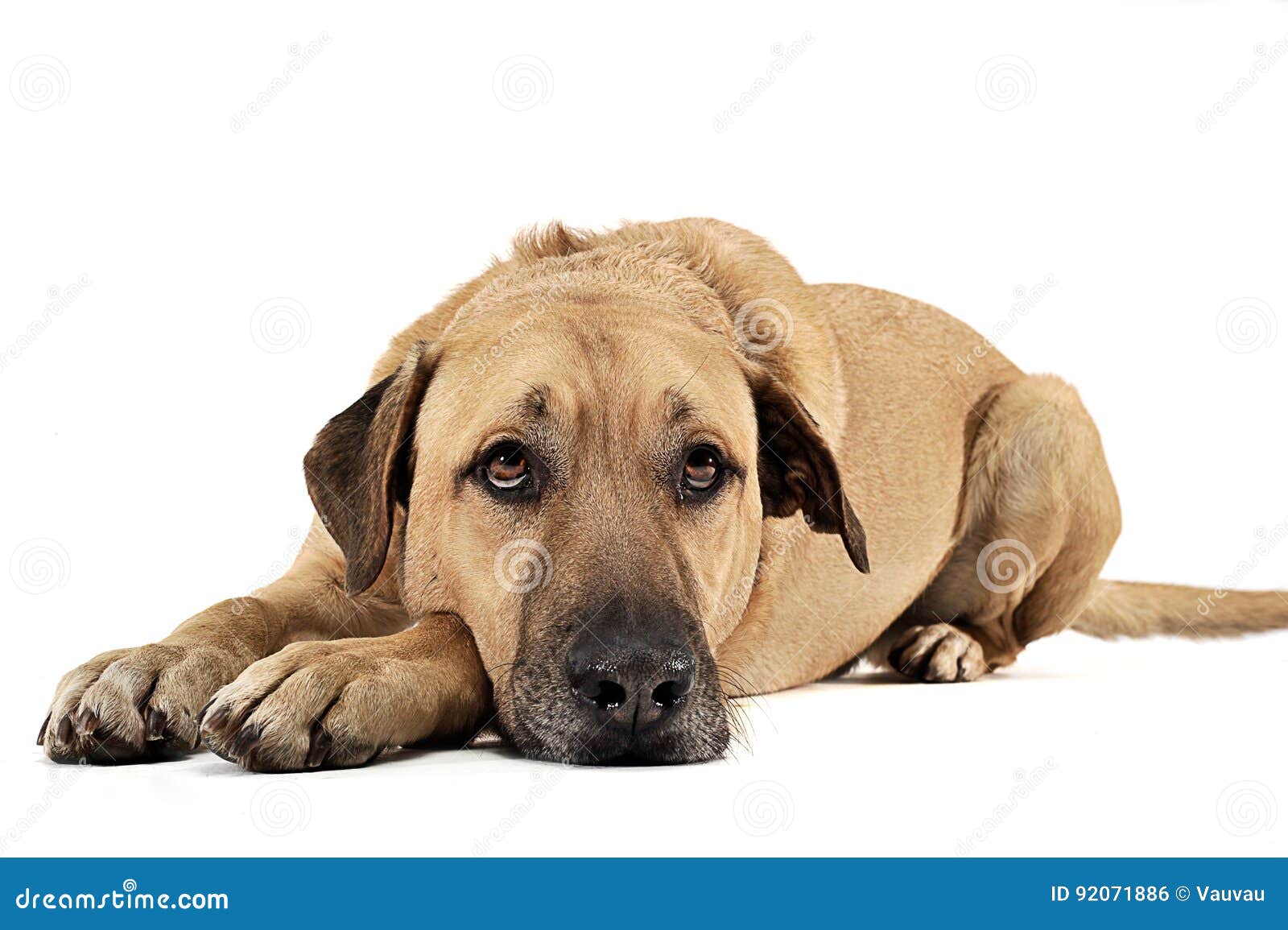 Mixed Breed Brown Dog Lying Down in a White Backgound Studio Stock Photo Image of beautiful