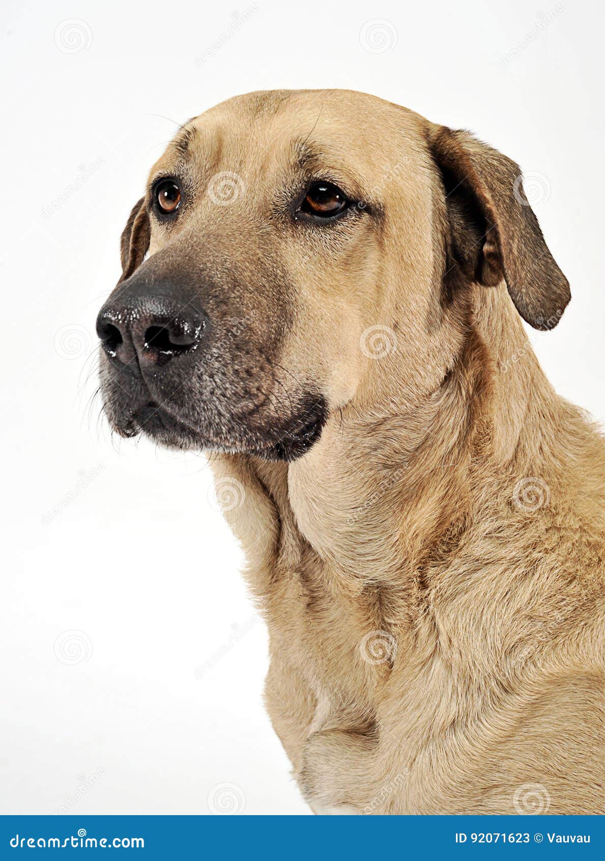 Mixed Breed Brown Dog Portrait in White Backgound Studio Stock Image Image of happy, funny
