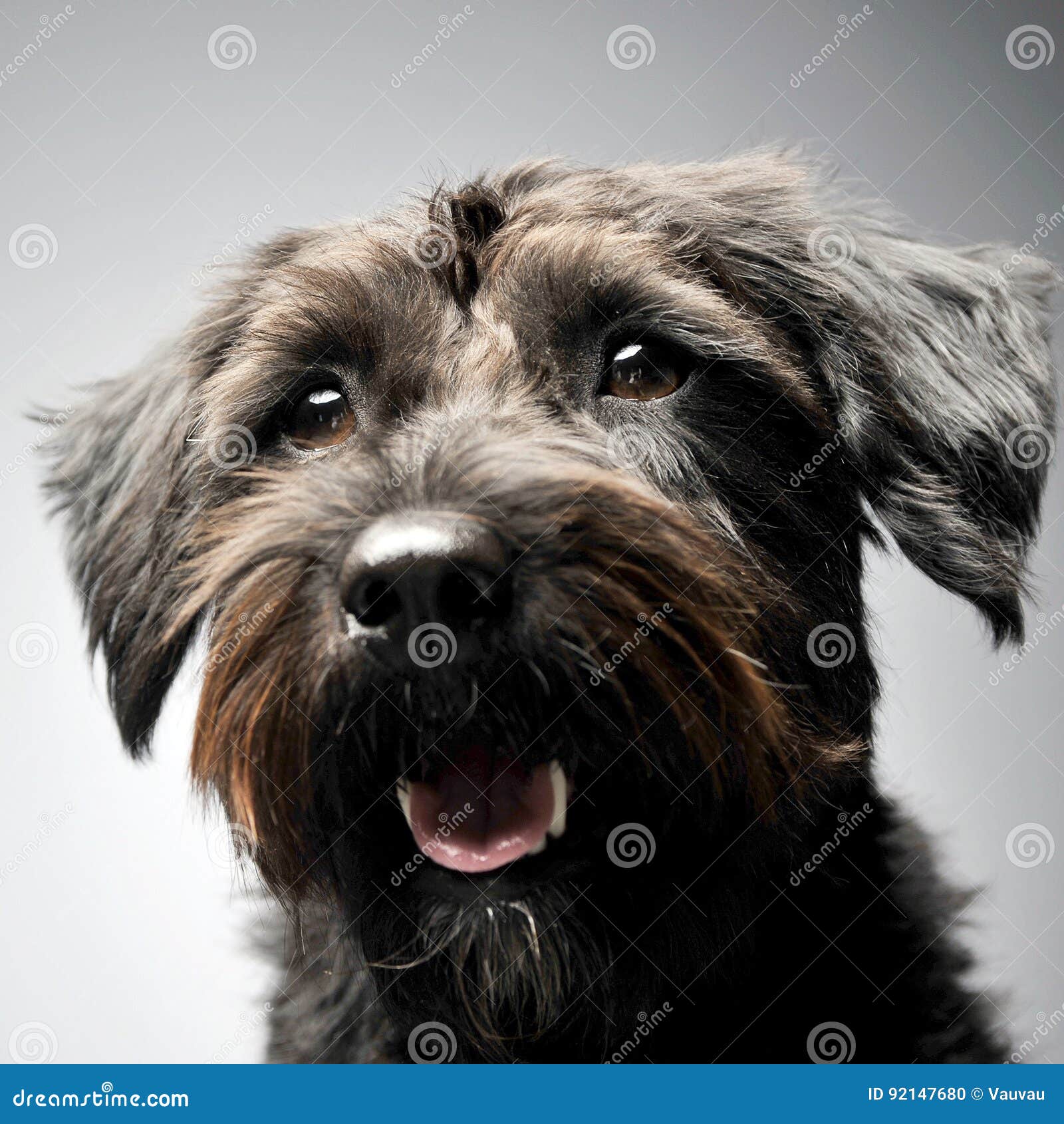 Mixed Breed Brown Dog Portrait in White Backgound Studio Stock Photo Image of brown, hound