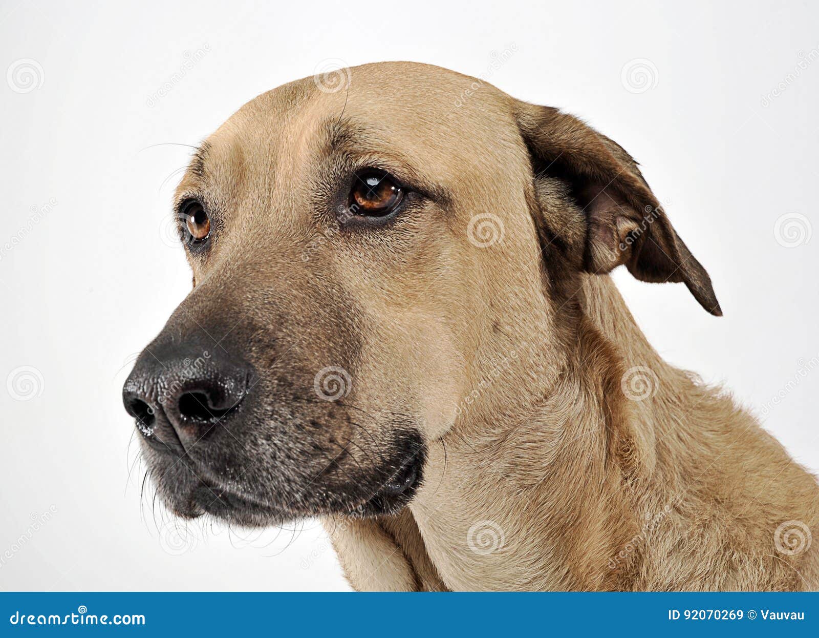 Mixed Breed Brown Dog Portrait in White Studio Stock Image Image of feelings, sweet 92070269