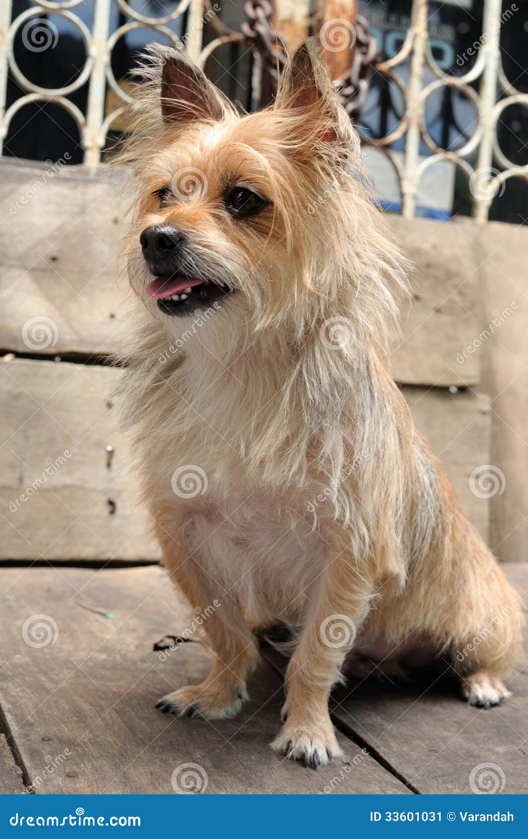 Mixed Breed Cute Terrier Dog Image Image of yorkie, young: 33601031