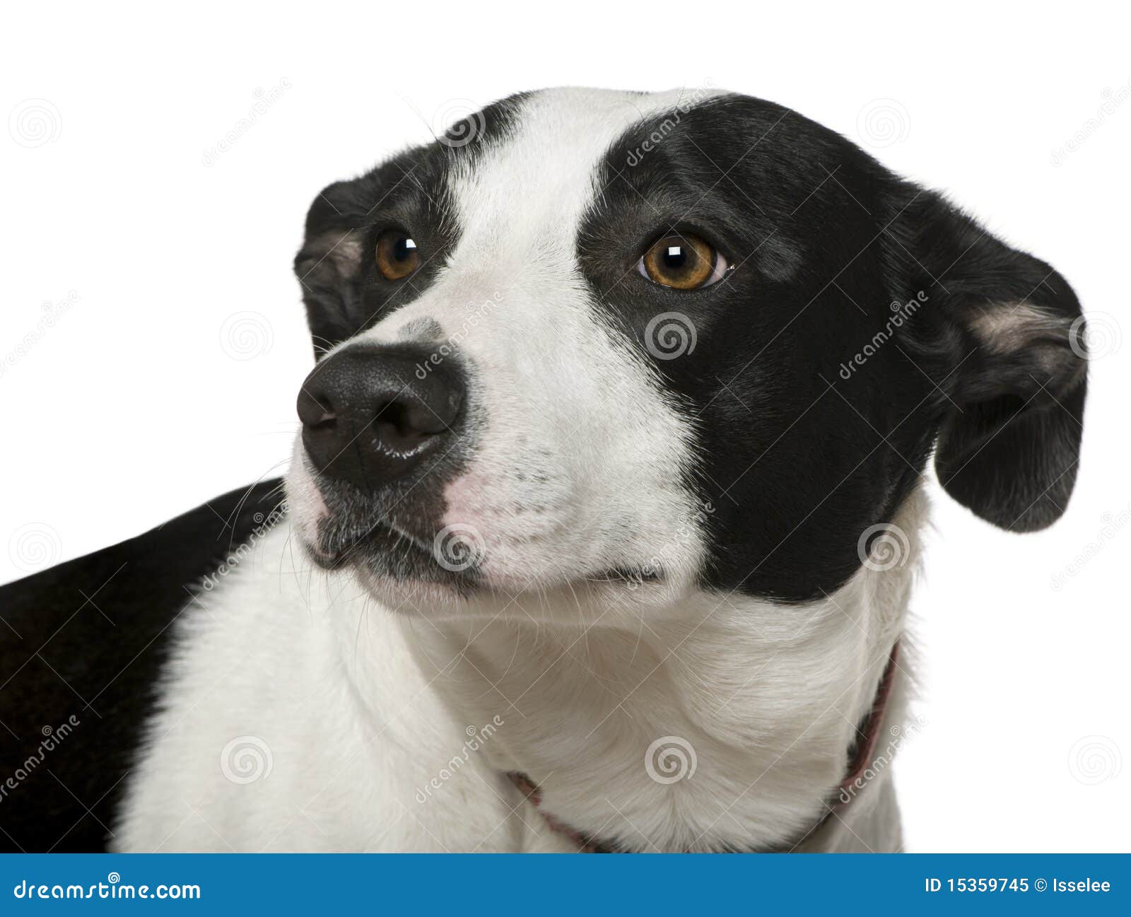 Mixedbreed Dog, 2 Years Old Stock Image Image of pets, alert 15359745