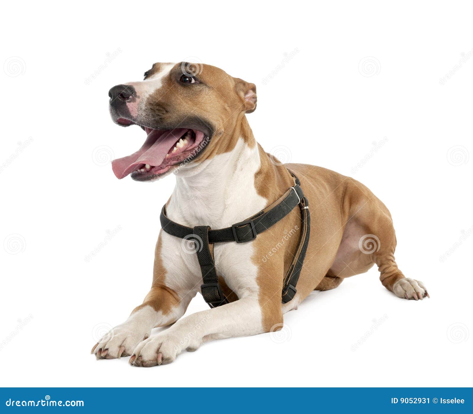 Mixed-Breed Dog Between A Bull Terrier And A Boxer Stock Image - Image