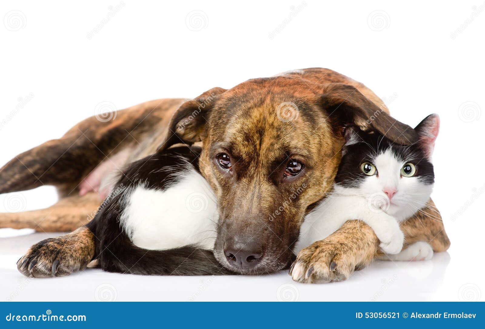 Betjene patron Athletic Mixed Breed Dog and Cat Lying Together. Isolated on White Backgr Stock  Image - Image of care, camera: 53056521