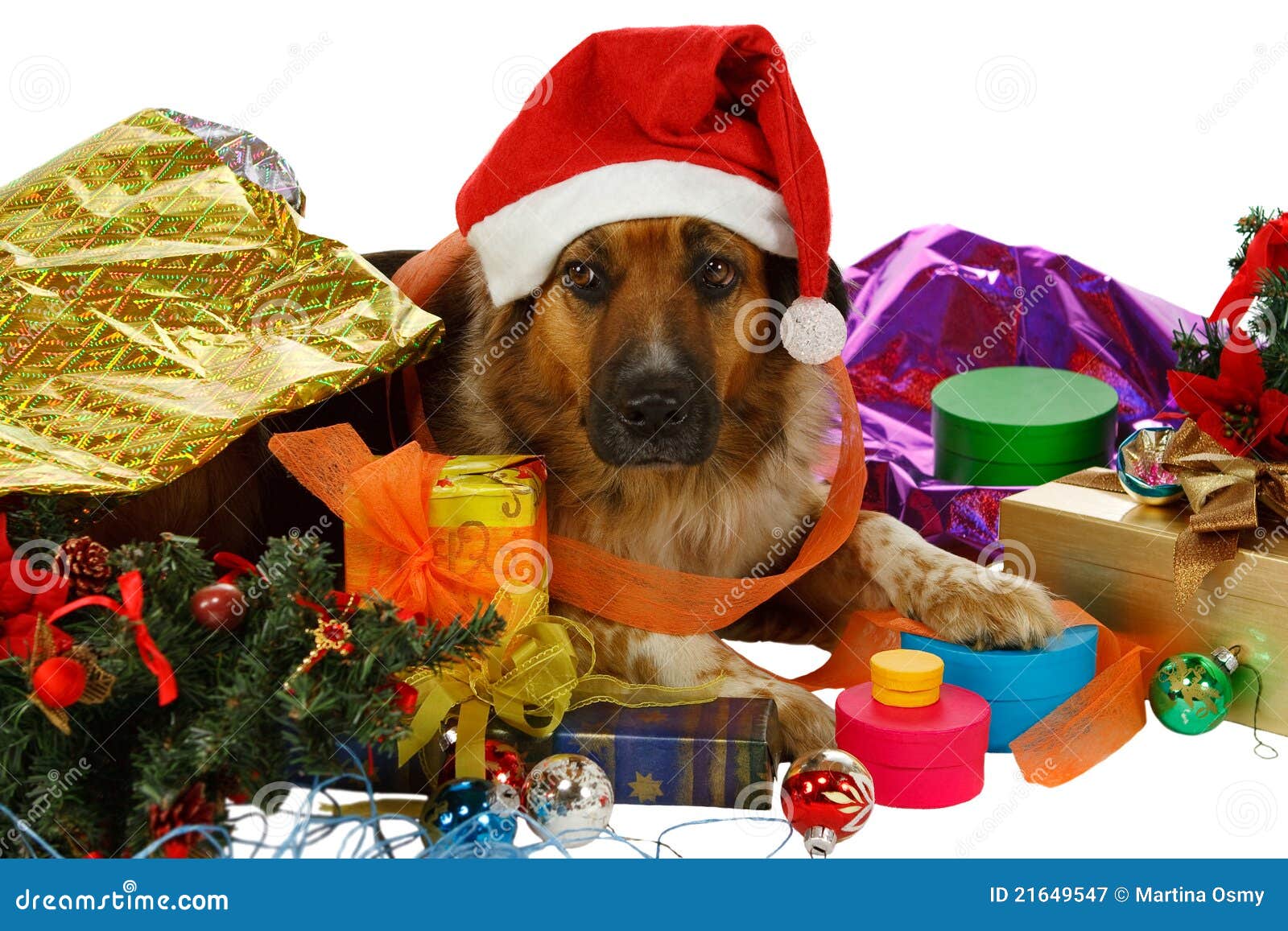 Gifts For Dogs Birthday Dog With Christmas Presents 49+ Thousand