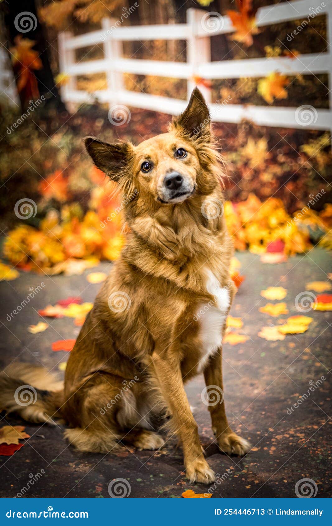 Mixed Breed Dog in Fall Setting with Leaves Stock Image Image of park