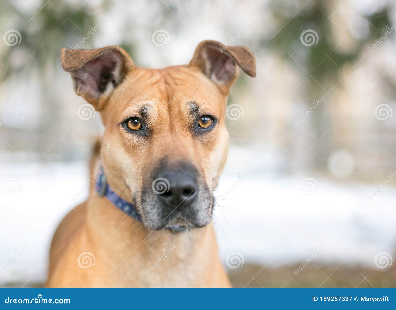 are floppy eared dogs friendlier