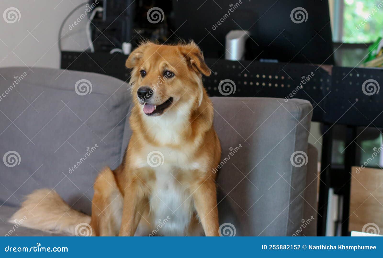 A Mixed Breed Dog with Folded Ear Sitting in Sofa Stock Photo Image