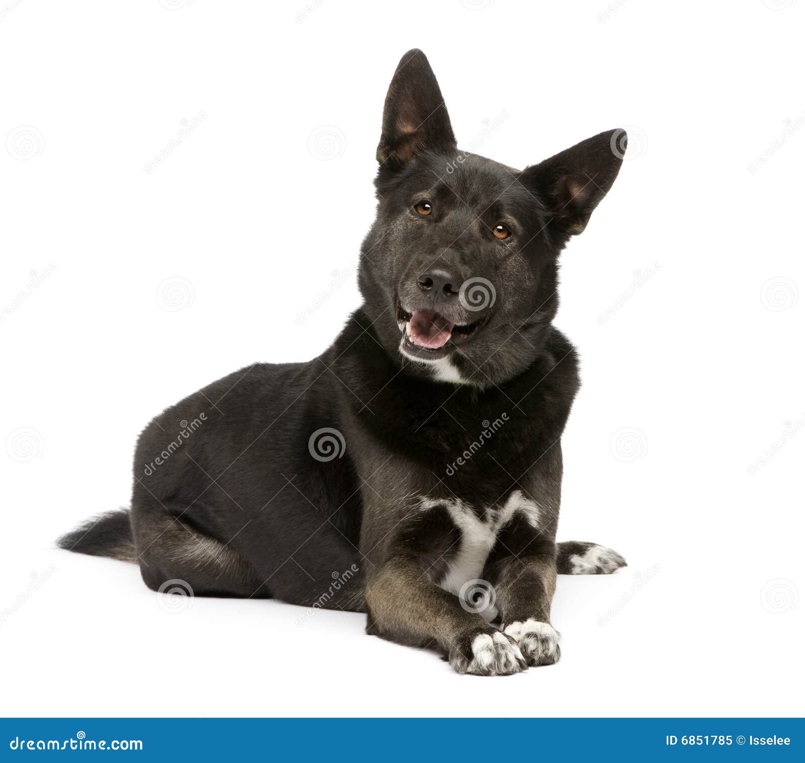 mixed-breed dog german sheperd and husky (3 years)