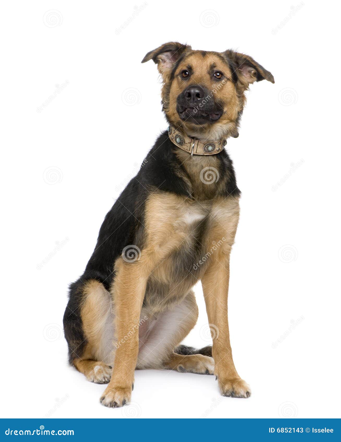 igen salut Waterfront Mixed-Breed Dog, a German Shepherd and a Beauceron Stock Image - Image of  moggy, breed: 6852143