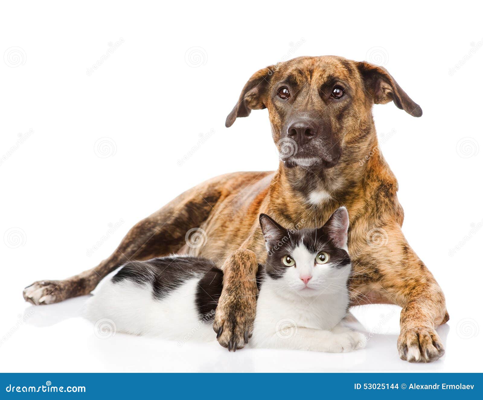 Mixed Breed Dog Hugging a Cat. Isolated on White Background Stock Photo