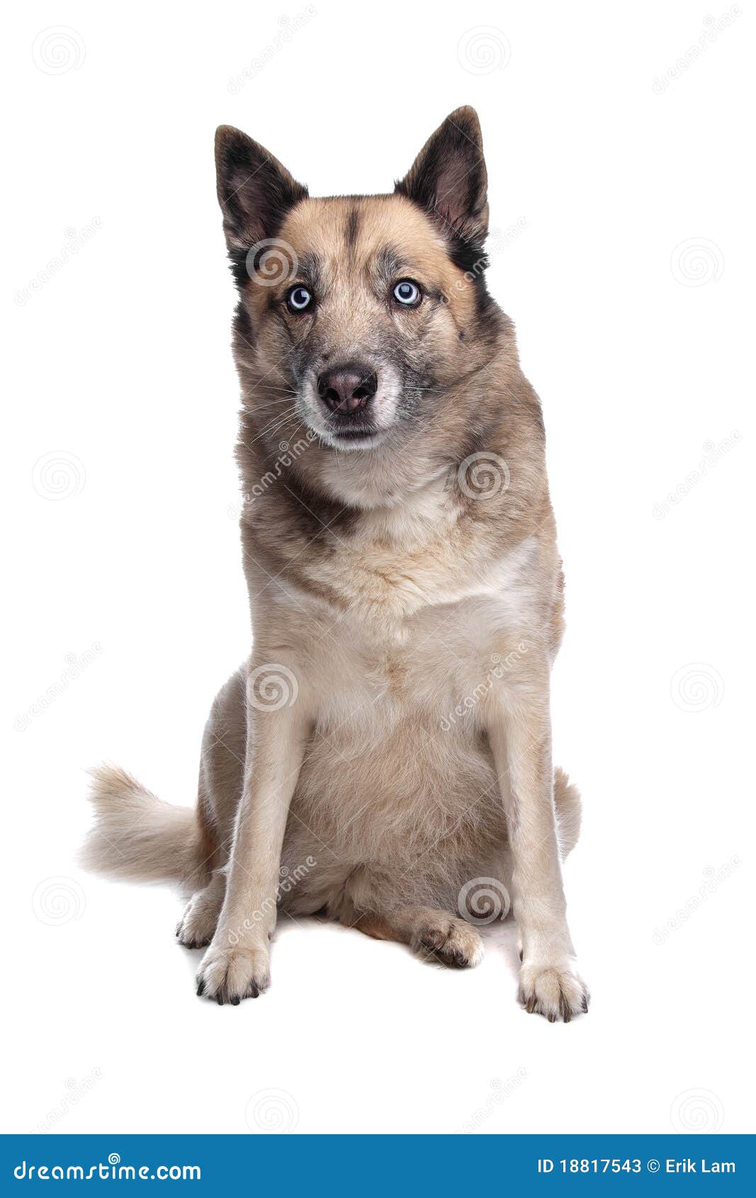 Mixed Breed Dog Of A Husky And A German Shepherd Stock Image Image Of Studio White 18817543