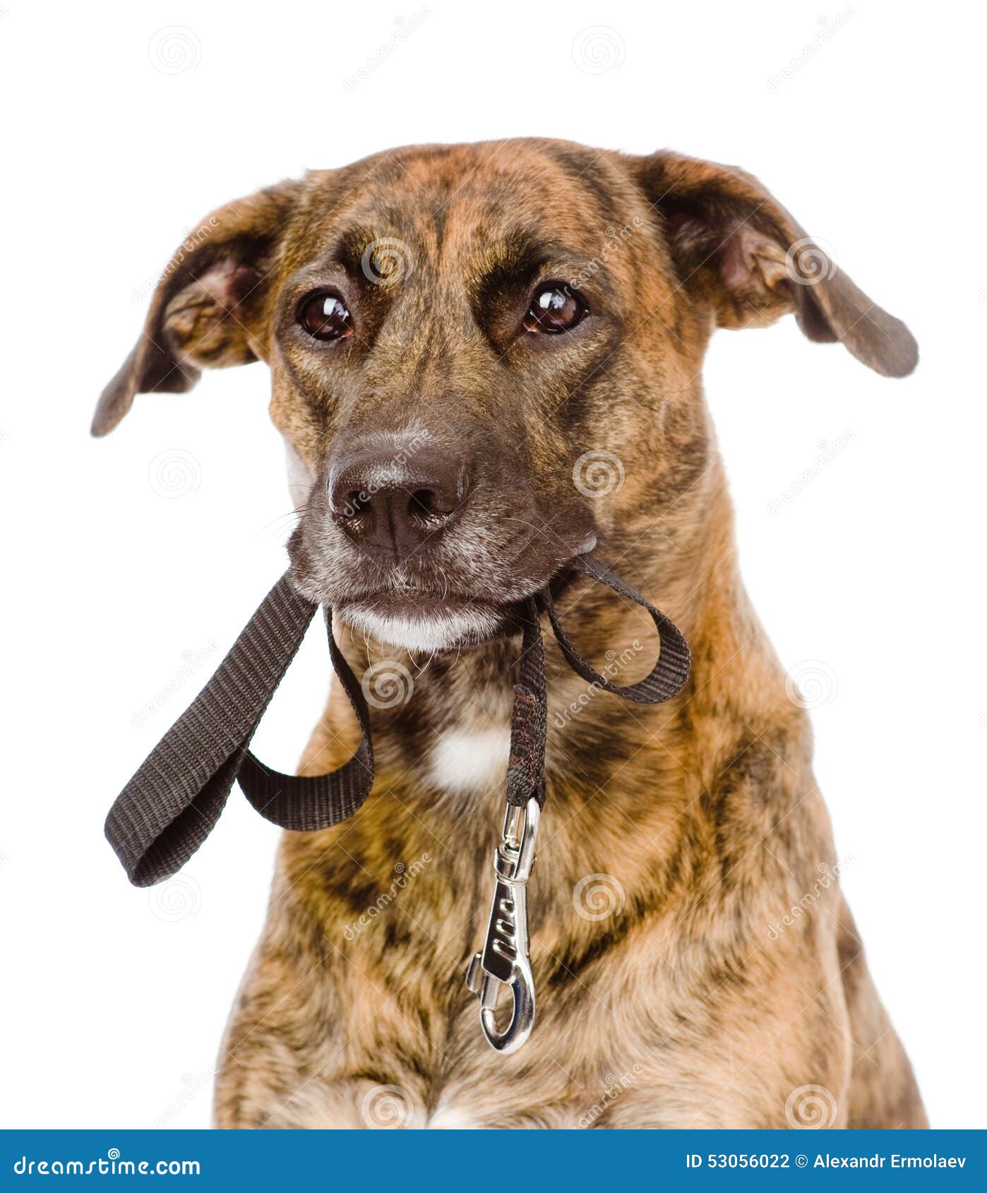 Mixed Breed Dog with a Leash in His Mouth. Isolated on White Stock Photo Image of indoor