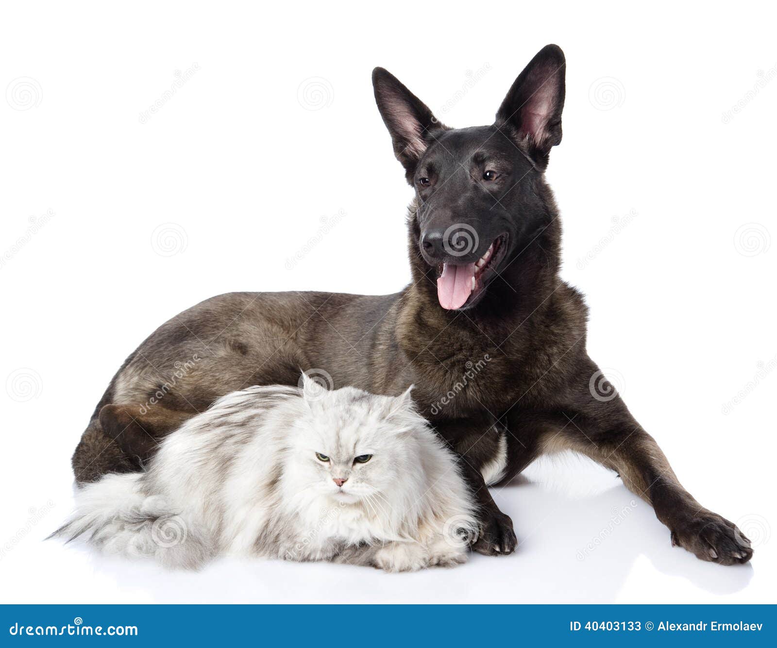 Mixed Breed Dog And Persian Cat Together. Stock Image Image of fluffy