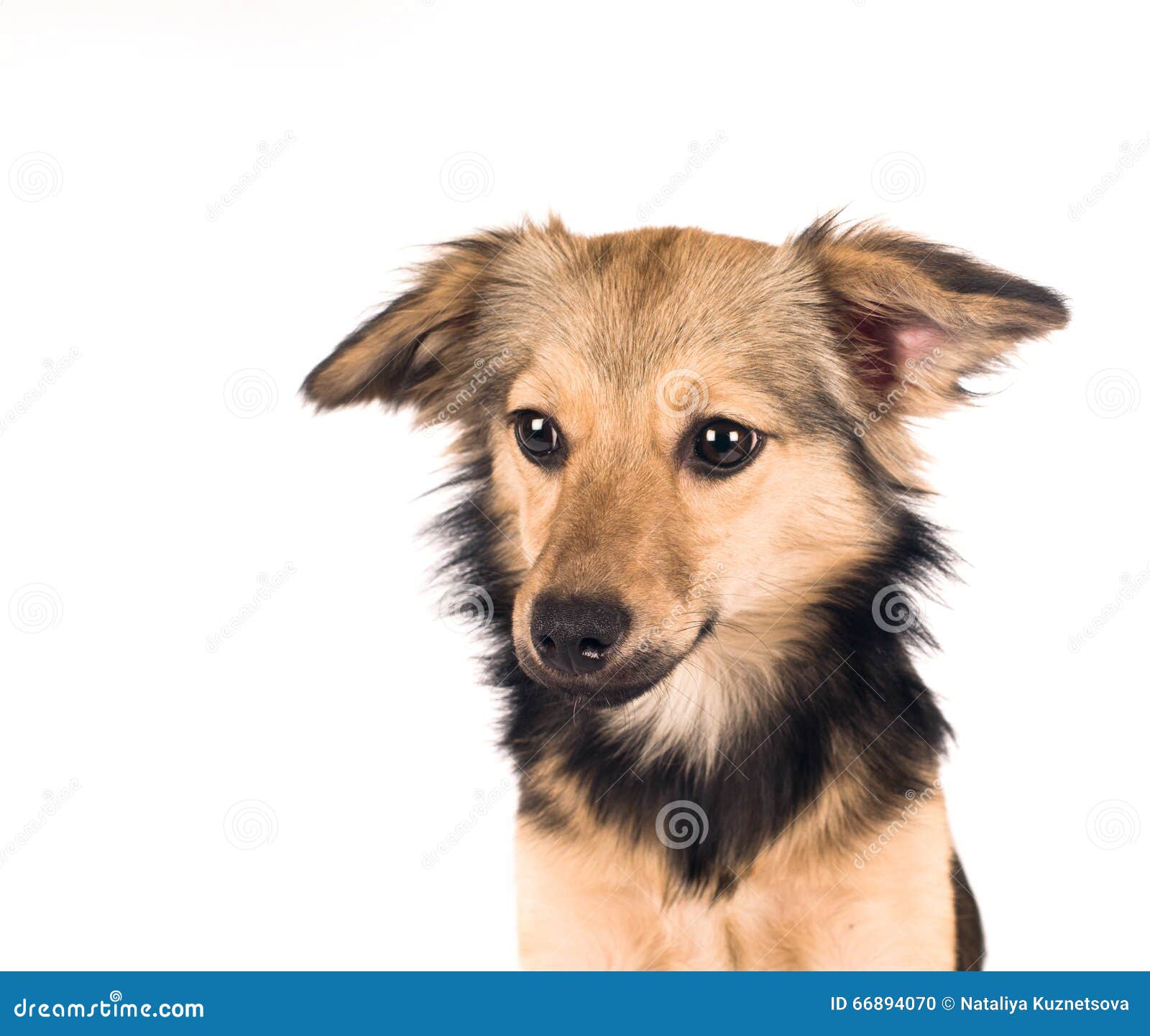 Mixed breed dog portrait stock photo. Image of brown 66894070