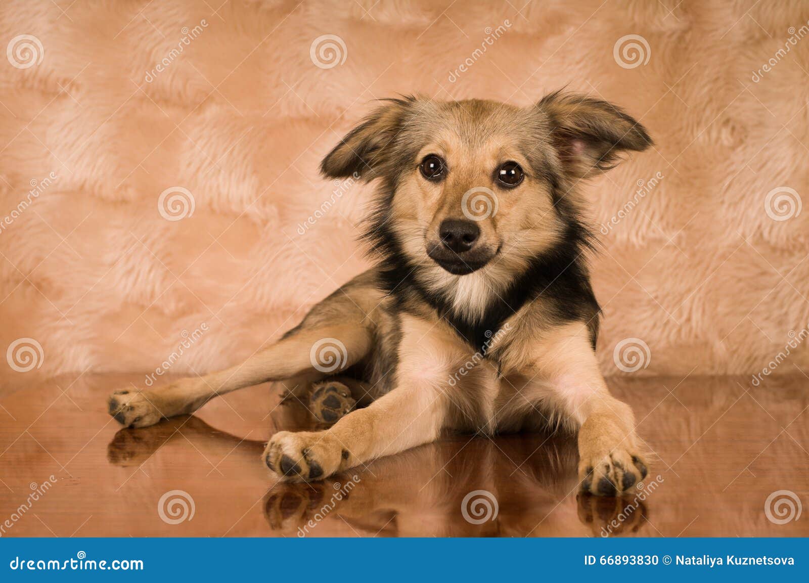 Mixed Breed Dog Portrait at Studio Stock Photo Image of portrait