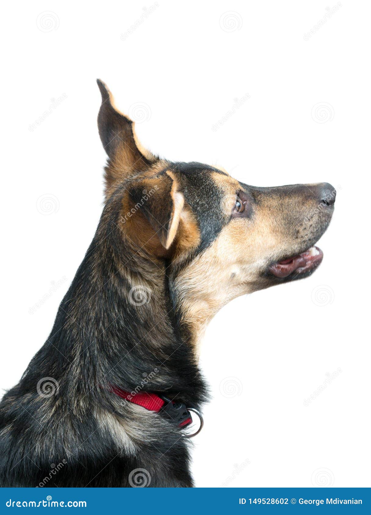 Mixed breed dog portrait stock photo. Image of friend 149528602