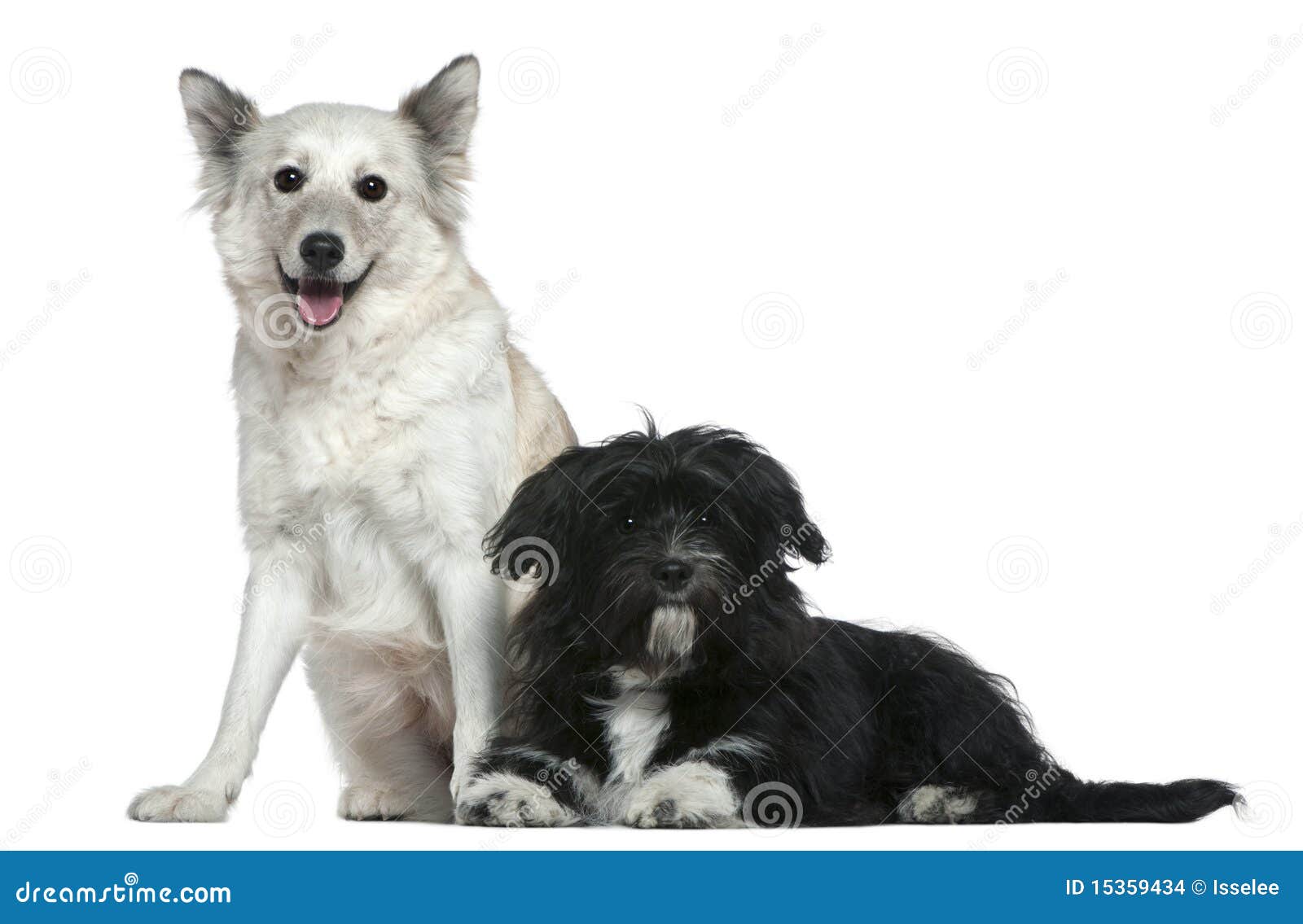 Mixedbreed Dog and ShihTzu Stock Photo Image of animals, mongrel