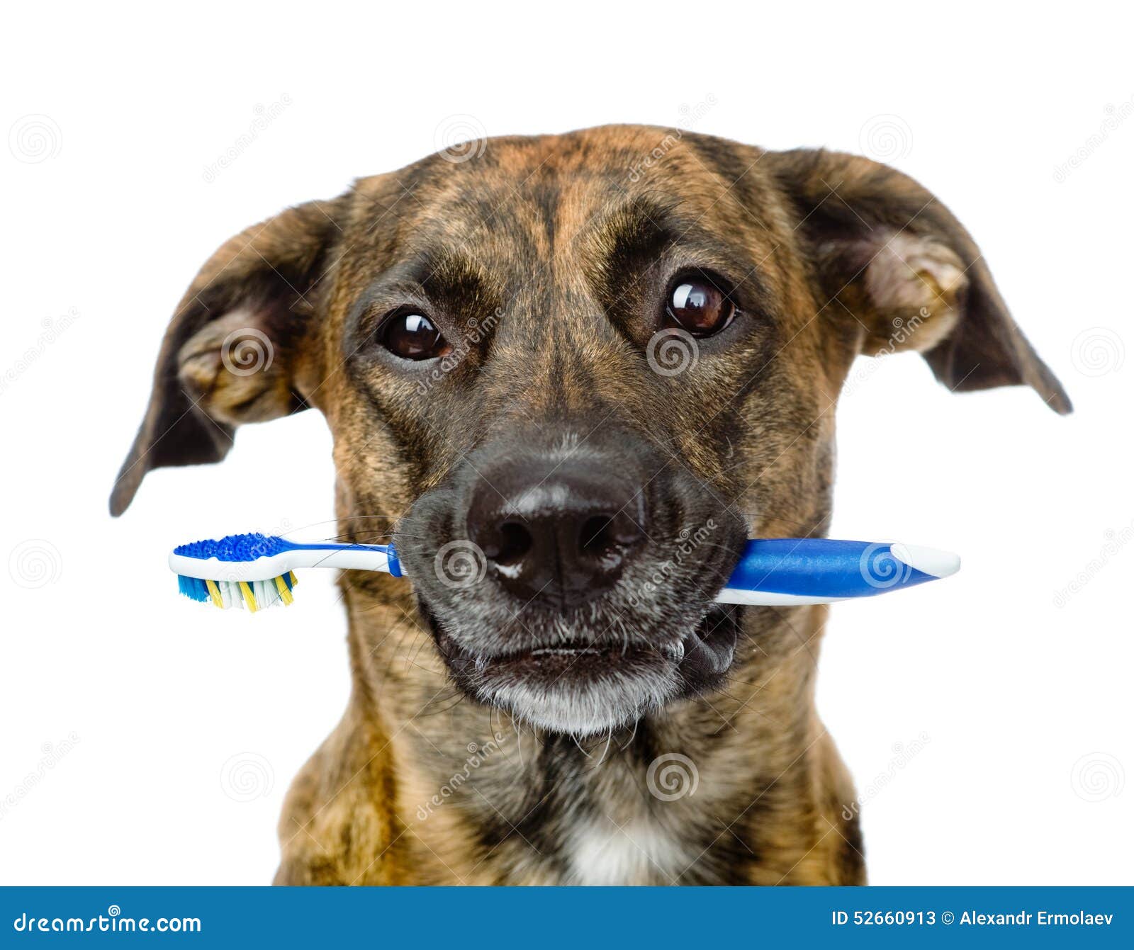 Mixed Breed Dog with a Toothbrush. Isolated on White Background Stock