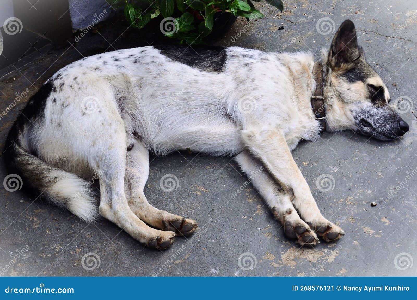 a mixed breed dog of various colors lying on the floor