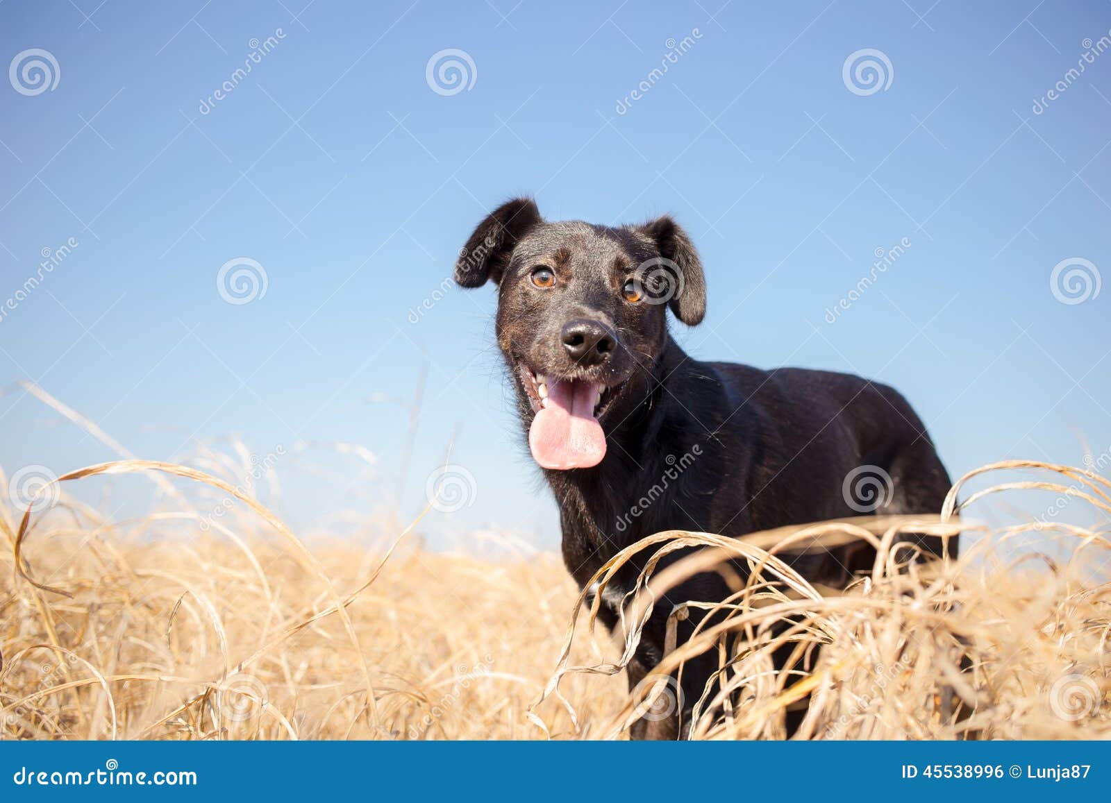 Mixed Breed Dog in Yellow Grass Stock Photo Image of breed, yellow