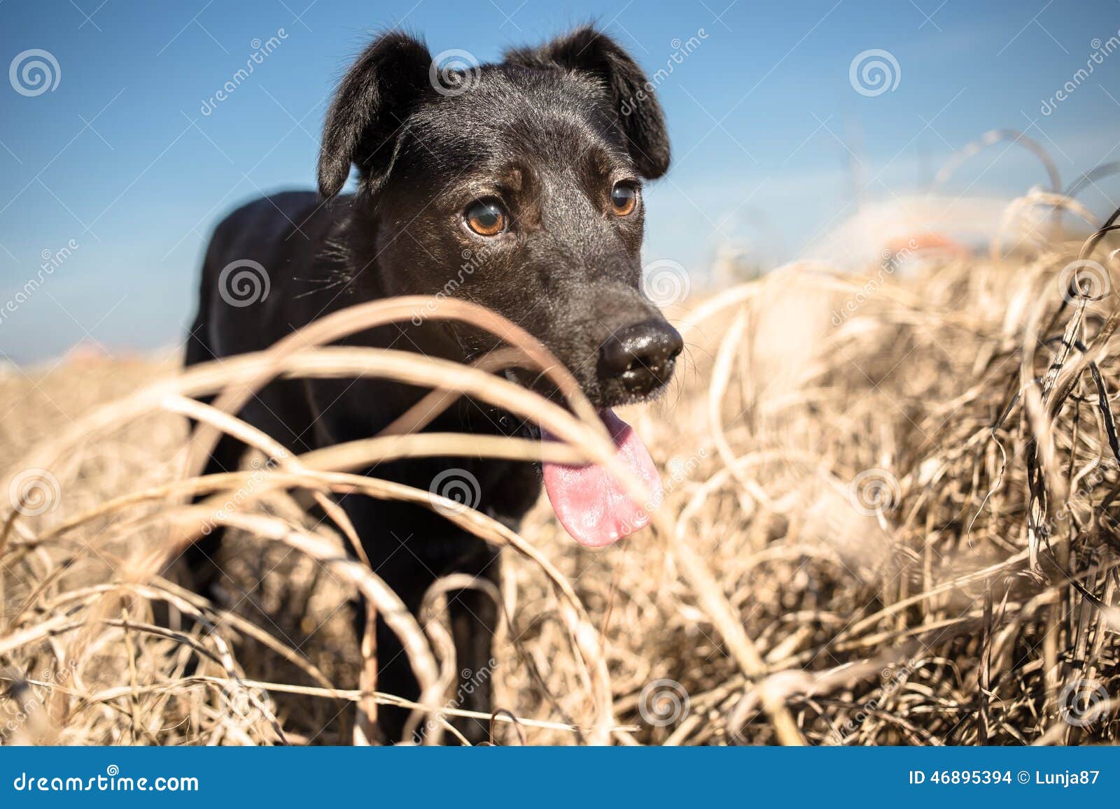 Mixed Breed Dog in Yellow Grass Stock Photo Image of adoption