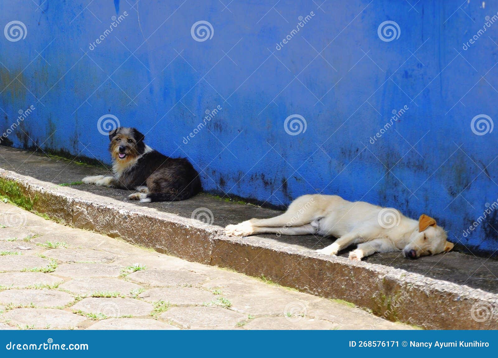 mixed breed dogs rest on the sidewalk on a sunny day