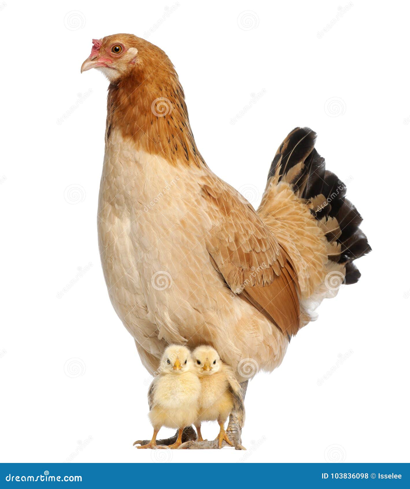 Mixedbreed Hen with Its Chicks Stock Photo Image of cities, capital